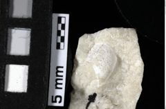 Foto (Detailansicht) von Prosopon sp. (NHMW-GEO-1990-0041-0036)